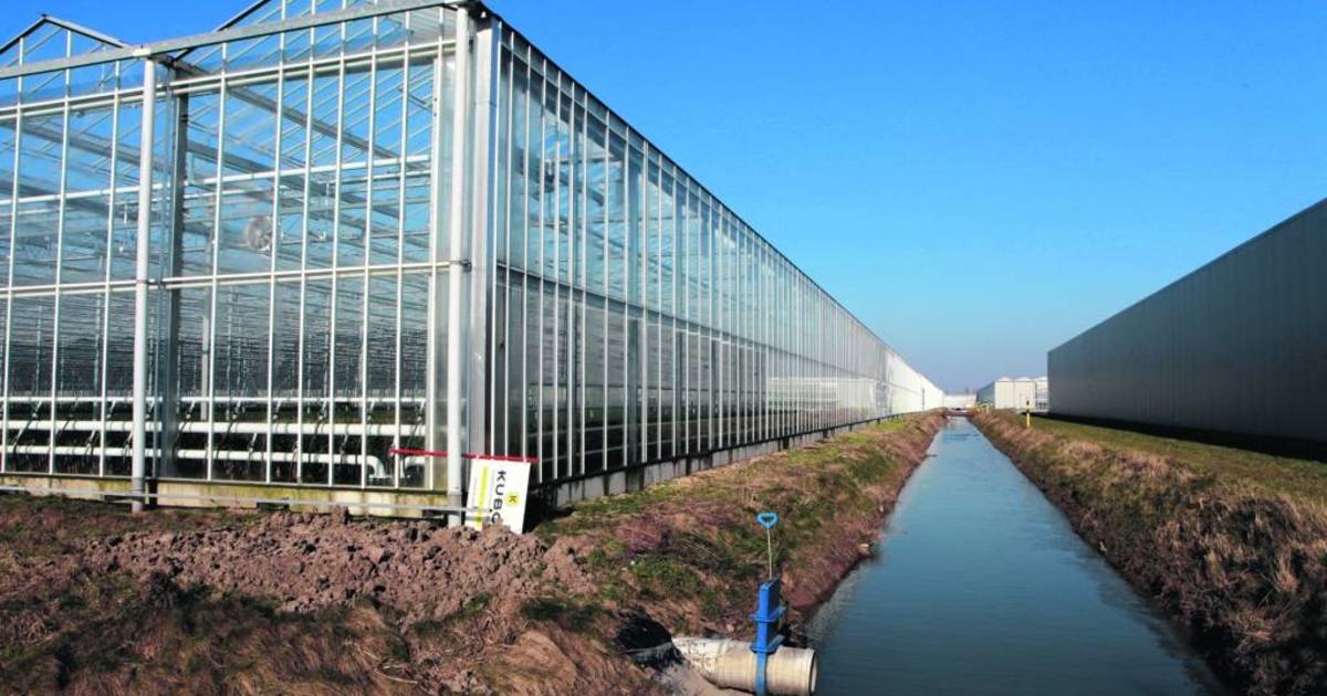 Aardbeienteler koopt 10 hectare bij op Bergerden | Lingewaard | gelderlander.nl