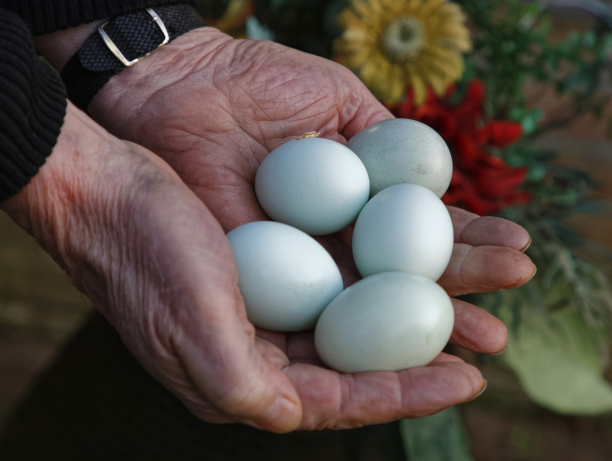 Groene eieren en blauw vlees: wat is er in aan met deze Schijndelse kippen? Foto | AD.nl