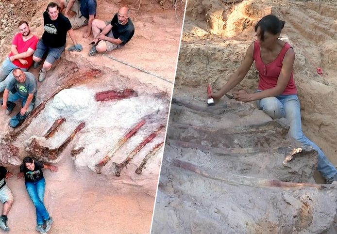25-meter lang dinosaurusskelet gevonden in tuin in Portugal