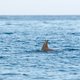 Experts staan paf nadat 85 dolfijnen stranden in VS