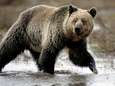 Grizzlybeer bijt mijnwerker dood in Alaska 