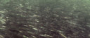 Beeldmateriaal film.