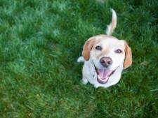 Hond in bezit? In de ene gemeente betaal je daar een flink bedrag voor, in de andere juist niks