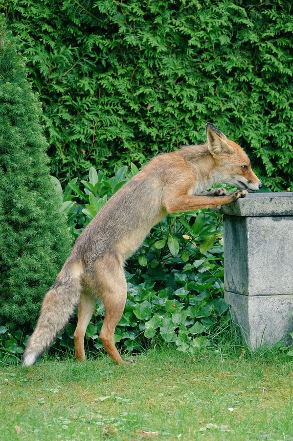Fonkelnieuw En dan staat er plots een vos uit de fontein in je tuin te drinken ZA-39