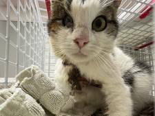 Dierenambulance redt leven van hoogzwangere poes met tiewrap om nek, band sneed diep in lichaam