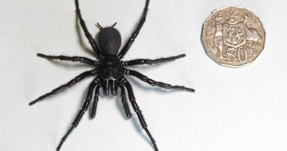 Grootste mannelijke exemplaar van giftigste spin ter wereld gevonden ...