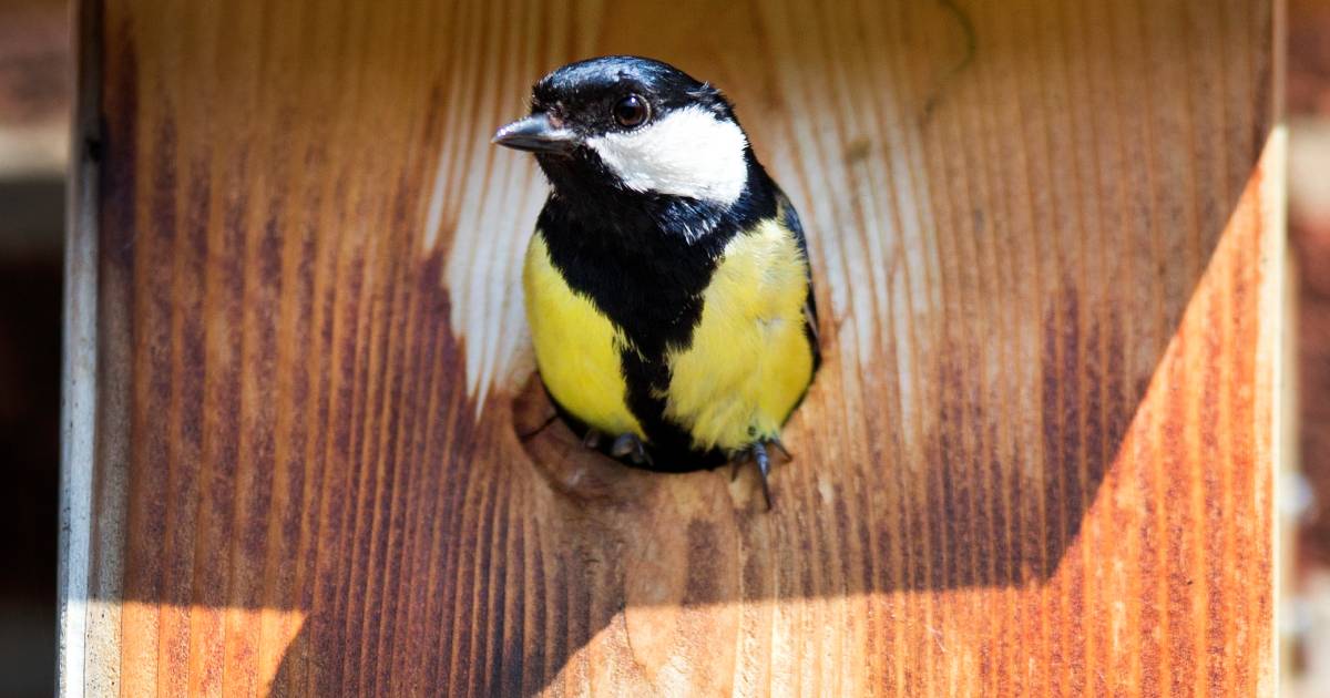 De meesjes in Hulsel hebben een luxeprobleem