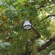 Een lampenkap in een boom, het moet je maar opvallen