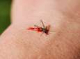 Zoet bloed bestaat niet, maar waarom prikken muggen de een wel en de ander niet? 