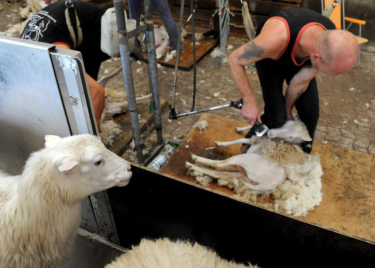“Grandiose”, “Spectaculaire” voici le Mondial de la tonte de mouton