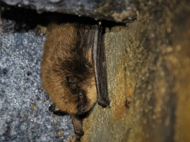 Leer bij over vleermuizen tijdens infoavonden in Fort van Oelegem