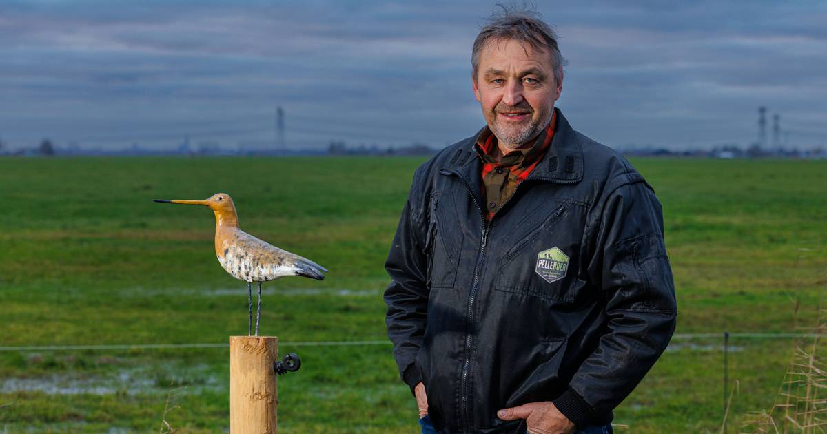 Bij Boer Pelleboer in Mastenbroek boert de grutto wél (redelijk) goed