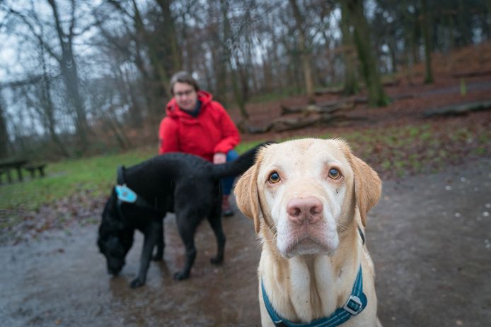 Hond Storm (rechts) met baasje Saskia Weijman en hond Jill op de achtergrond.