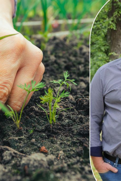 Un expert en jardin donne conseils pour les travaux de jardinage pour le mois de juin