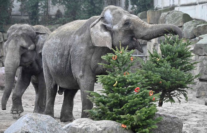 Crimineel wol Weigeren Olifanten in Berlijnse dierentuin krijgen kerstbomen als snack | Buitenland  | AD.nl
