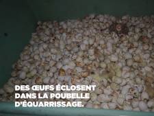 La face cachée du foie gras: le sort de milliers de canetons jetés à la poubelle ou mutilés