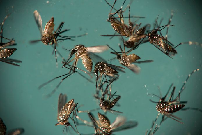 De Aedes aegypti-mug is verantwoordelijk voor het verspreiden van ziektes zoals het zikavirus.