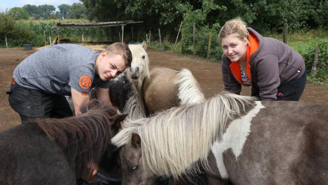 Vrijwilligers ontfermen zich over verwaarloosde pony's: "Geef ze alsjeblieft geen eten"
