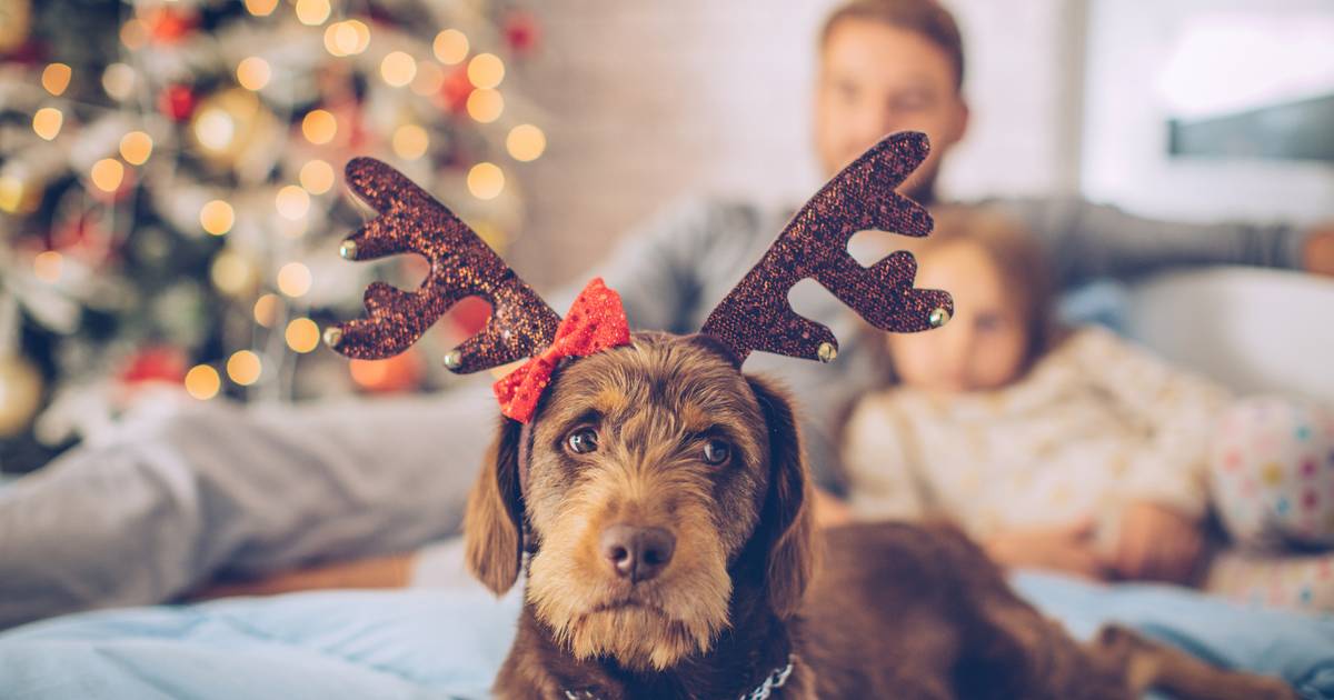 zonde camera tegenkomen Maak van kerst de mooiste tijd van het jaar, ook voor je hond! | Dieren |  hln.be