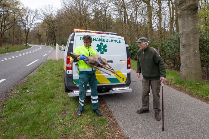 archieffoto ter illustratie: In Soestduinen werd een ree aangereden die niet veel later overleed. De automobilist reed door na het ongeluk.