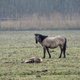 Dieren zien creperen wekt woede en betrokkenheid
