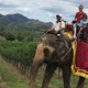 Reisorganisaties doen tripjes op olifantenrug in de ban