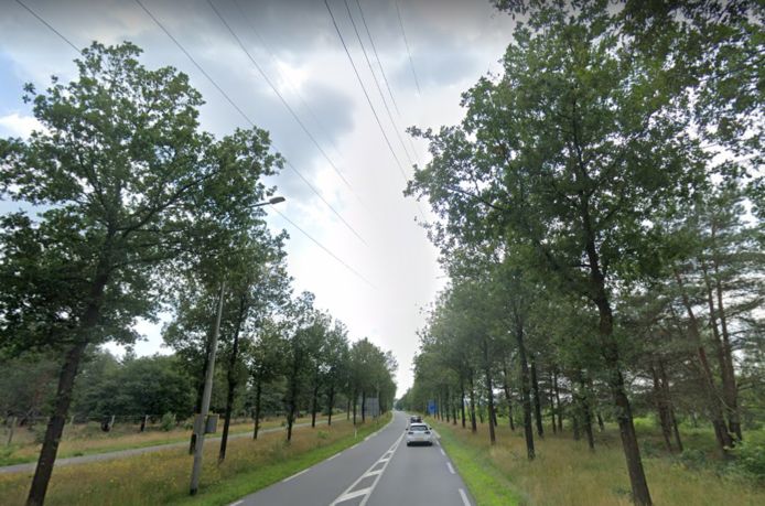 De bomen langs de N311 bij Arnhem, met daarboven de hoogspanningsleiding.
