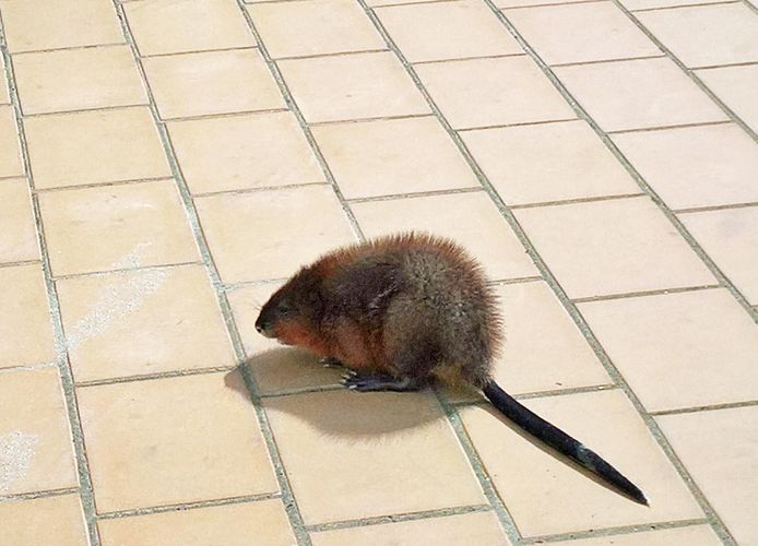 Steeds meer muskusratten in Diksmuide - in één jaar van 38 naar 343 ...