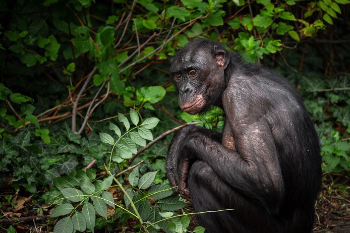 Bonobo Zamba