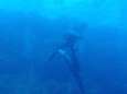 VIDEO. Oceanische witpunthaai bijt Duitse duiker in Egypte
