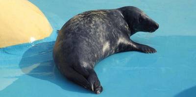Droevig nieuws vanuit Sea Life Blankenberge: Stevie, de blinde zeehond, is overleden