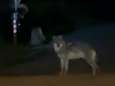 Un loup observé dans le port d'Anvers