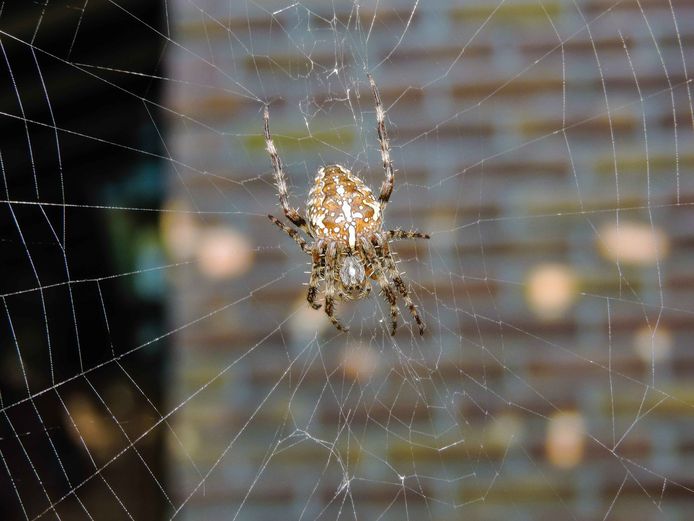 Standard cross spider with clear cross.