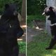 Beroemde rechtop lopende beer "gedood met pijl en boog"