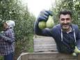 Syrische asielzoekers steken de handen uit de mouwen een fruitbedrijf.