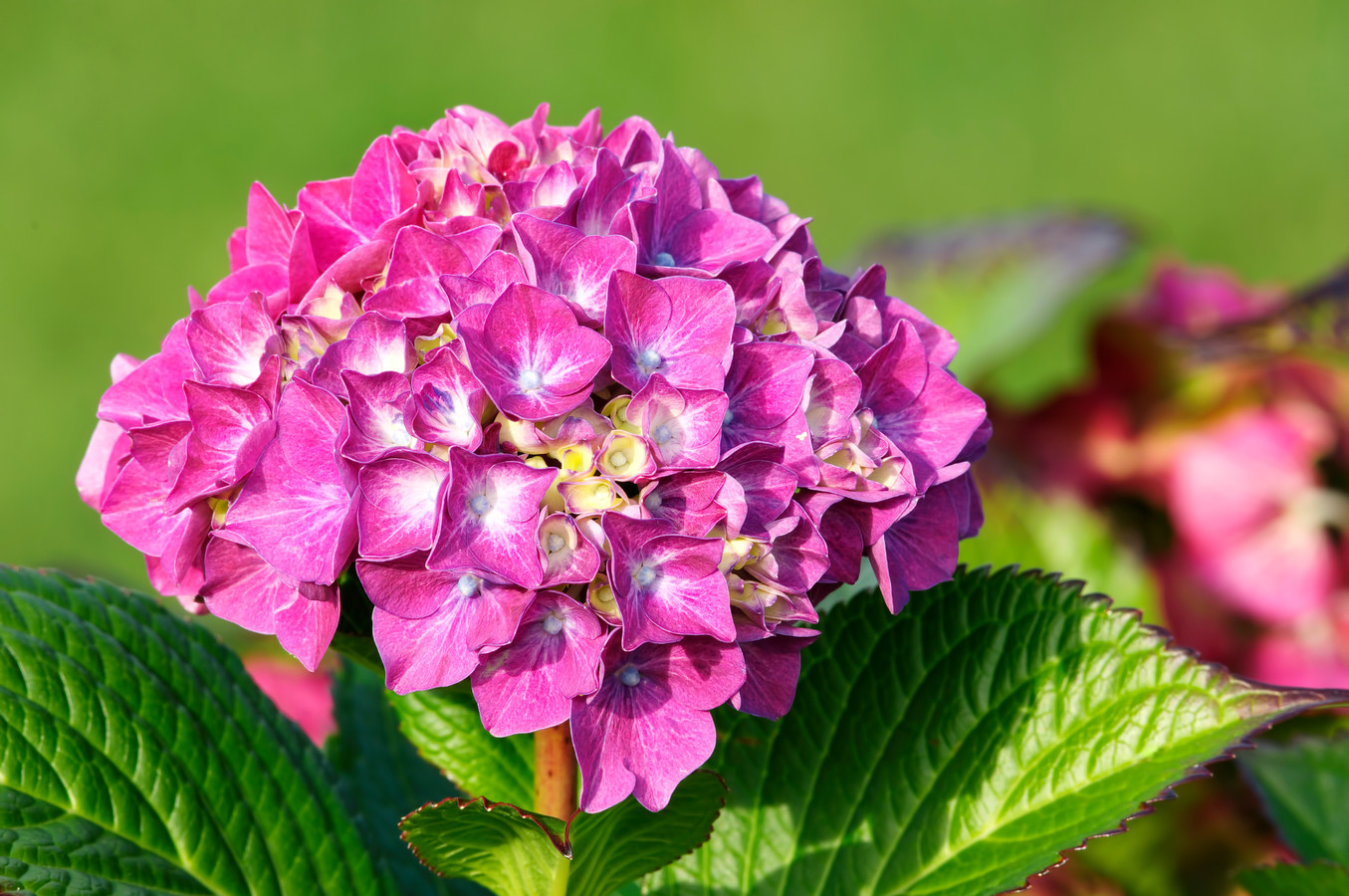 Hydrangea mophead.