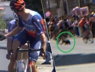 Loslopende hond wordt net niet aangereden - Quinten Hermans wekt ergernis: de momenten van Giro-rit tien
