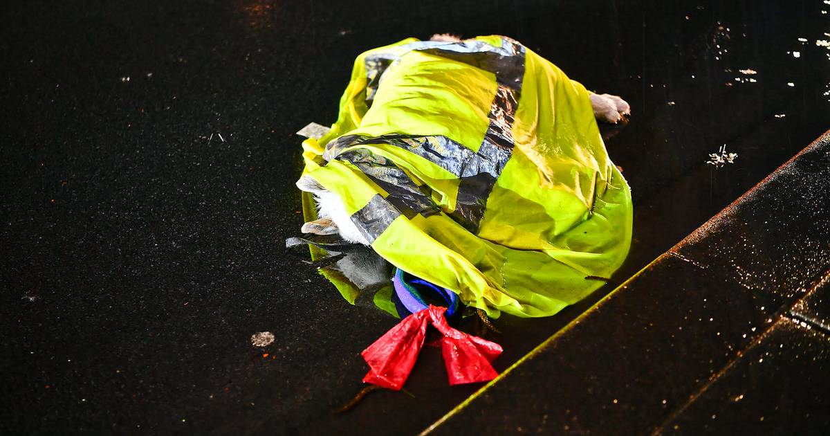 Hondje overlijdt op straat na aanrijding, vrouw zwaargewond achtergelaten.