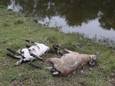 Deze twee schapen werden zondag bij de Rosmalense zorgboerderij Binckhorst gedood door herdershonden. Inmiddels heeft een dierenarts drie andere schapen laten inslapen. Volgens de politie waren de honden losgebroken.