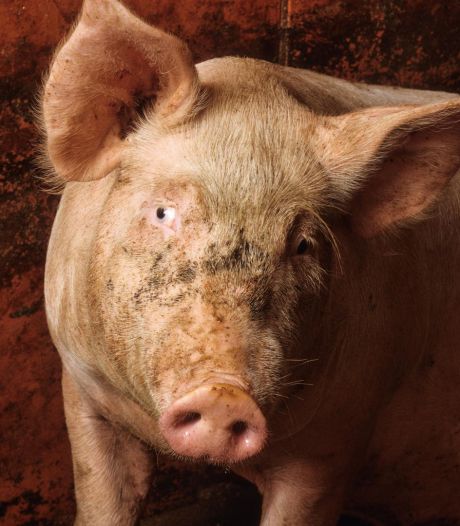 Une méga-porcherie de 26 étages accueillera bientôt 600.000 cochons en Chine