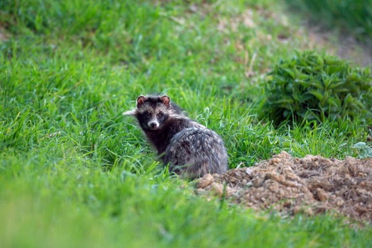 Een wasbeerhond. Beeld Universal Images Group via Getty