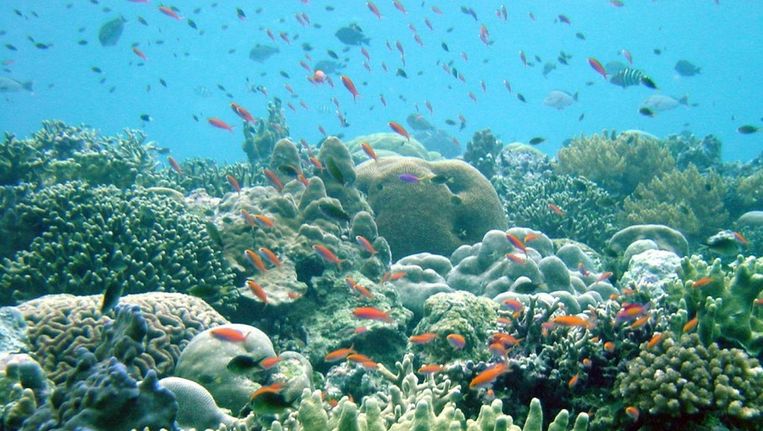 Onderwaterreservaat bij Papoea Nieuw-Guinea Beeld reuters