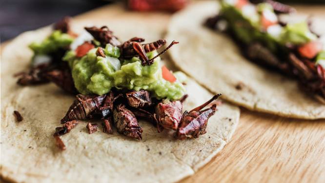 Insecten op het menu: ‘Ik gooi weleens krekelballetjes in de oven als borrelhap. Net een bitterbal’