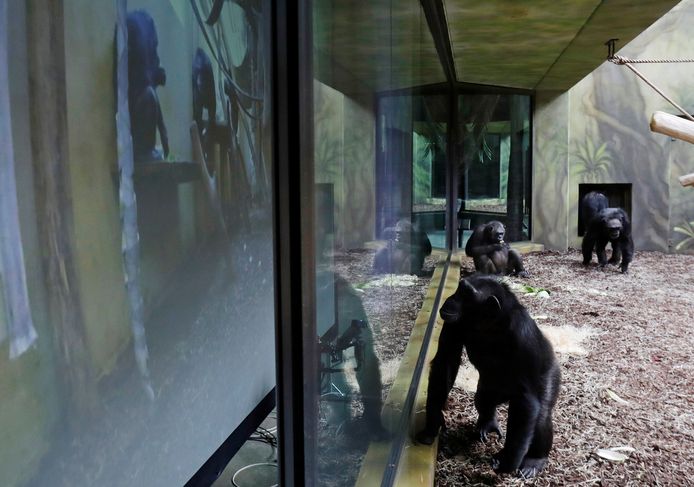 Een chimpansee volgt via een gigantisch scherm het leven van chimpansees uit een andere dierentuin in Tsjechië.