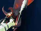 Diepzee-inktvis valt onderwatercamera aan in Stille Oceaan
