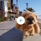 Zo lief: hondje in berenpak