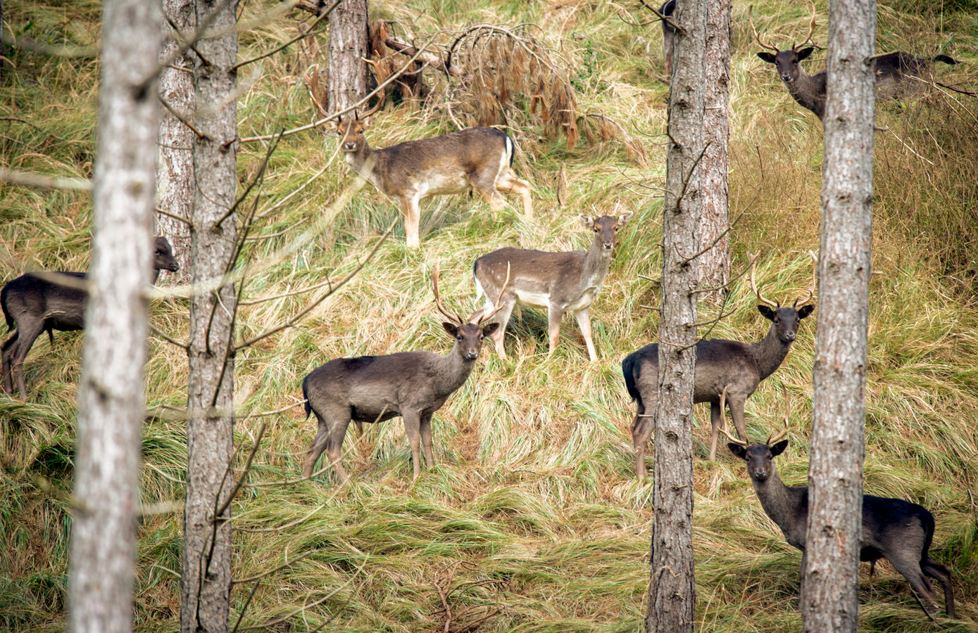damhertenpopulatie-kop-van-schouwen-stabiliseert-foto-pzc-nl