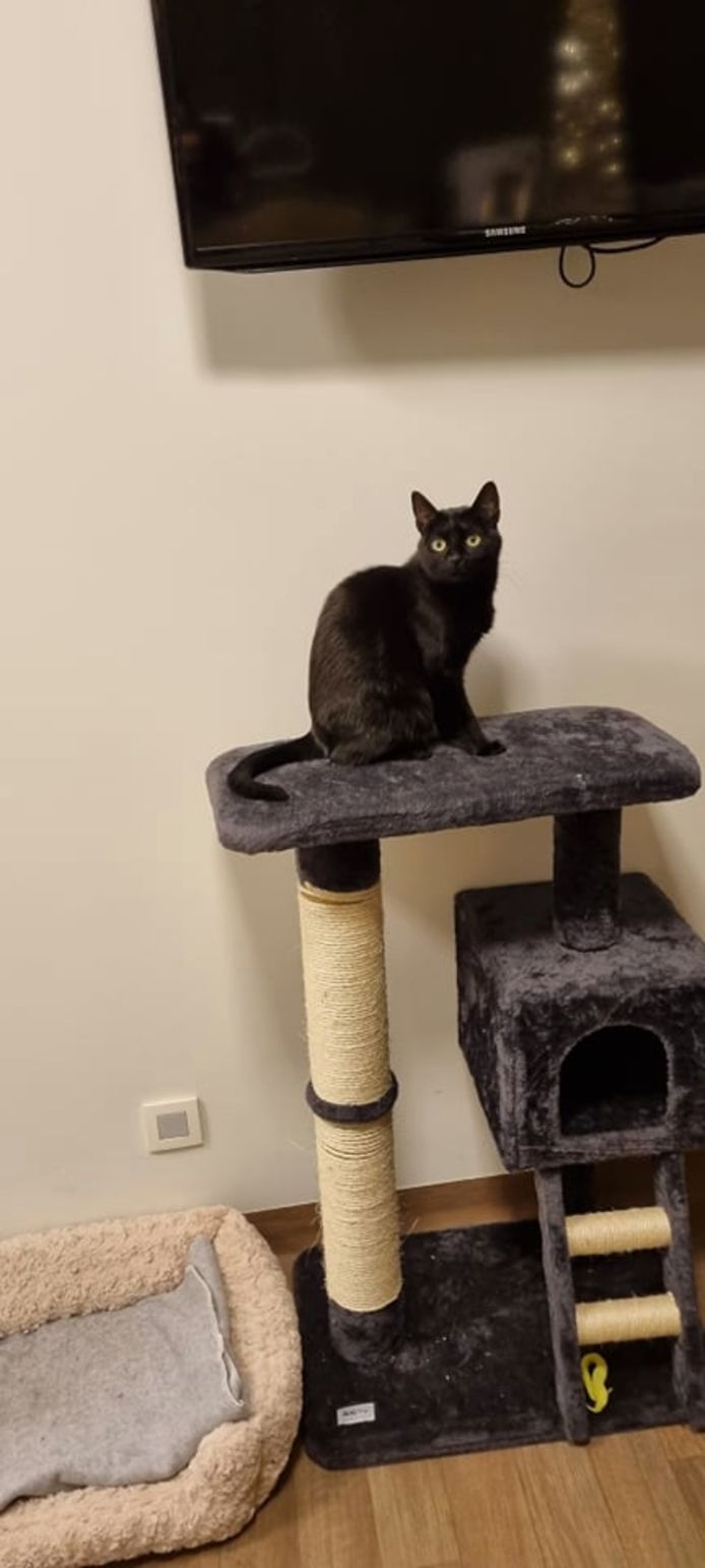 Yvanna de kat is vermist.