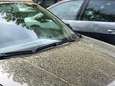Zijn pollen wel of niet gevaarlijk voor je autolak?