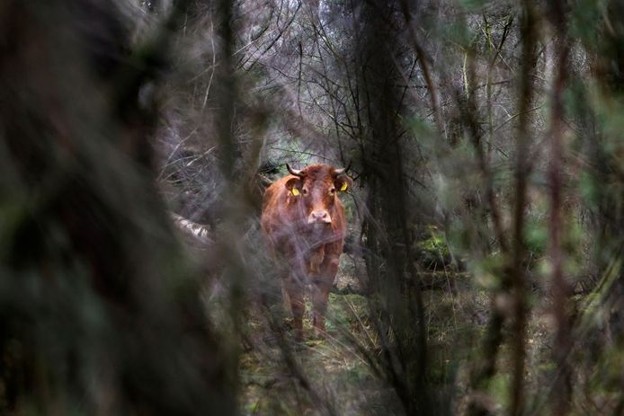 De losgebroken koe Hermien bivakkeert al zes weken in de bossen van Lettele.